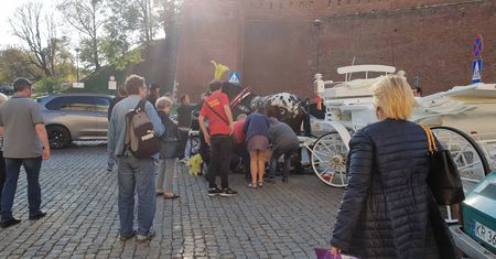 Upadek konia pod Wawelem. Dramatyczny widok