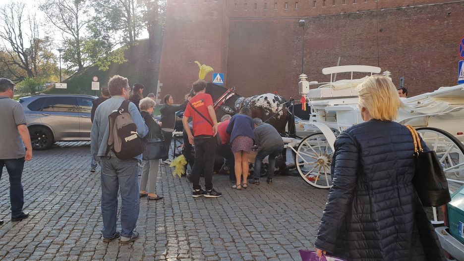 Koń upadł w środę popołudniu pod Wawelem