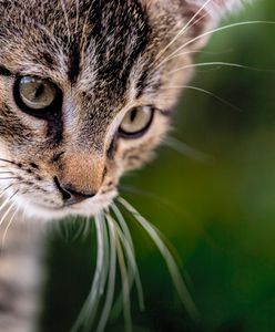 Nowa Zelandia. Absolutny zakaz posiadania kotów w domu. "To urodzeni zabójcy, taka ich natura"