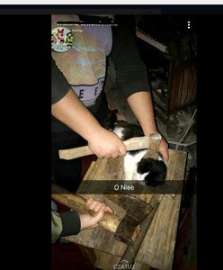 Maltretowali kota na imprezie, przykładali mu siekierę do głowy. Szuka ich policja