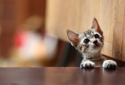 Włodawa. Pijany Czech wrzucił kotka do kojca psa. Zwierzę nie przeżyło