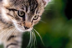 Nowa Zelandia. Absolutny zakaz posiadania kotów w domu. "To urodzeni zabójcy, taka ich natura"