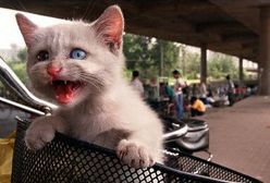 Kot zawiadomił o pożarze