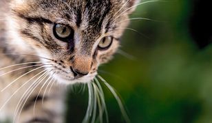 Nowa Zelandia. Absolutny zakaz posiadania kotów w domu. "To urodzeni zabójcy, taka ich natura"