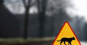 Posłowie chcą znaków drogowych chroniących koty. Marek Suski: to nie byłaby fanaberia