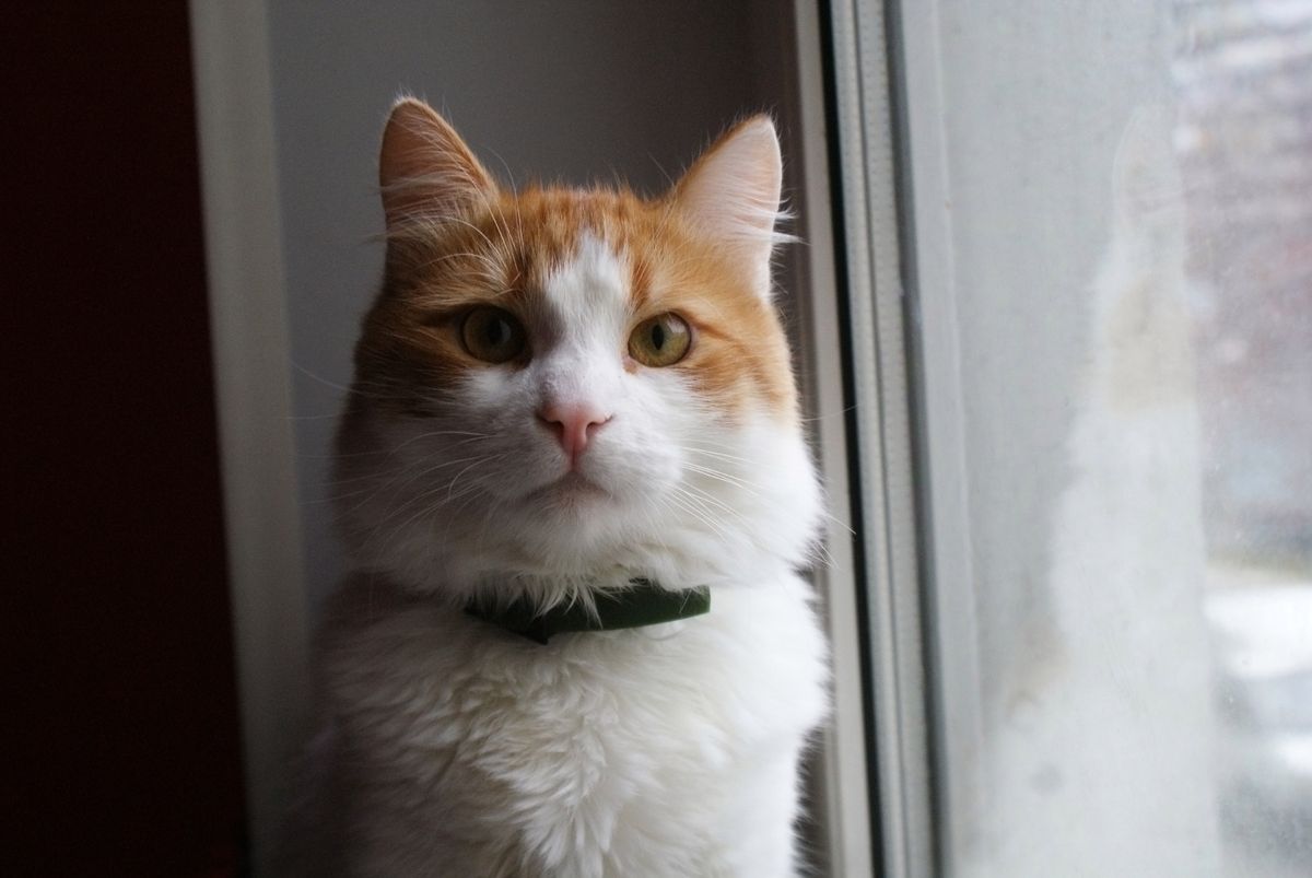 Puławy: kotka Marysia uratowała życie swoim właścicielom