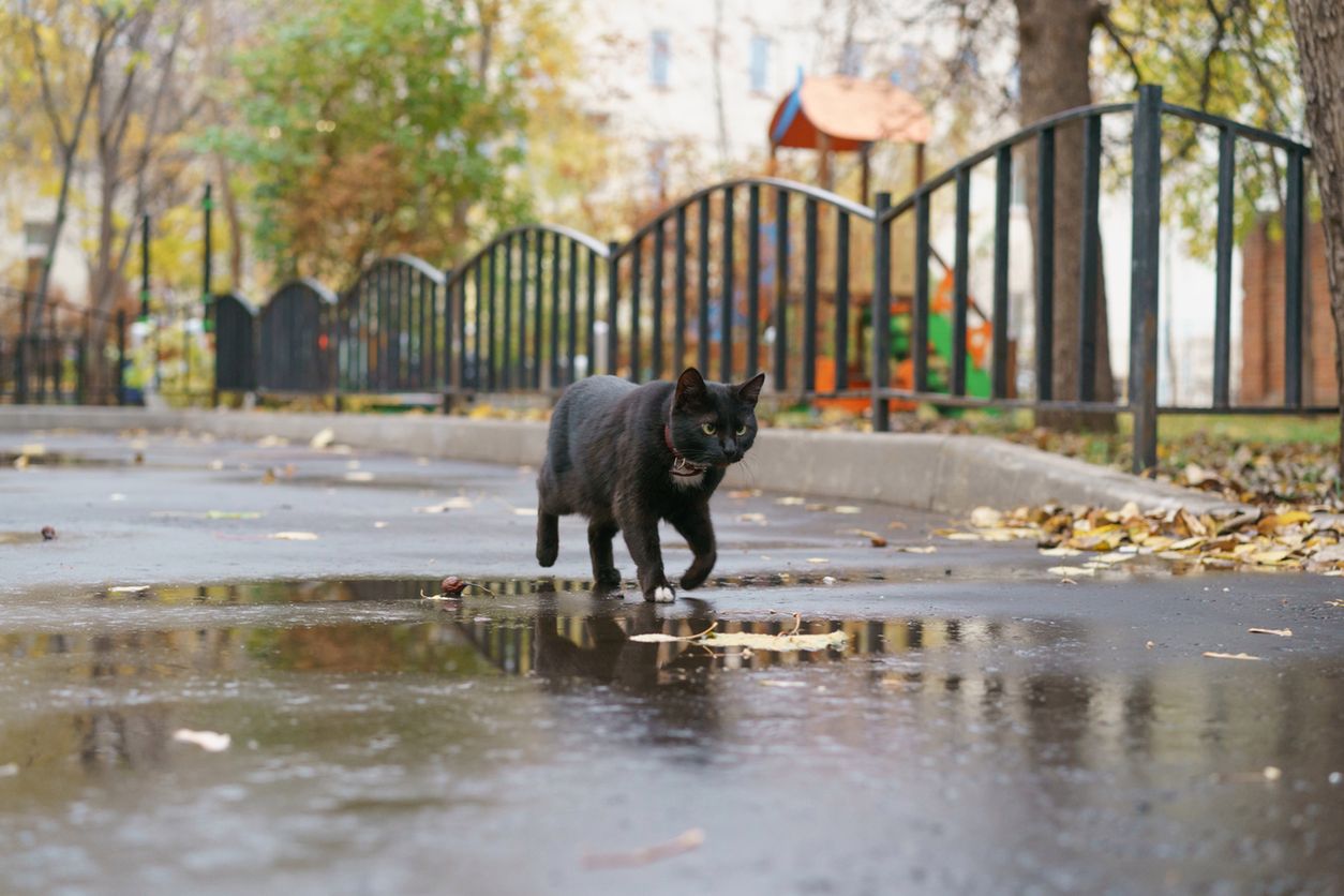 Kot przez 11 lat żył na ulicy. W końcu wrócił do swojej właścicielki