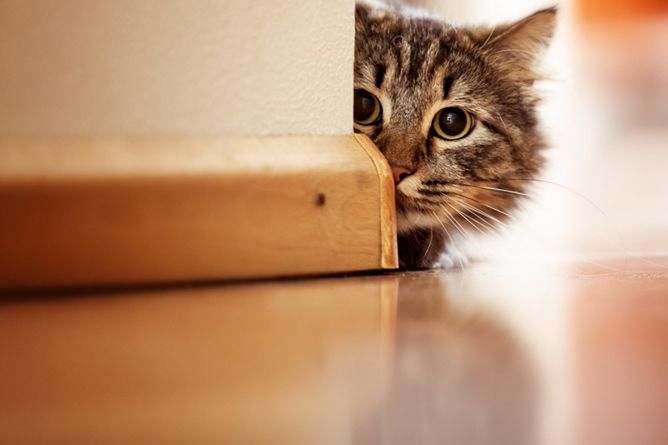 Jeśli wolisz koty od psów, to to jest quiz dla ciebie!