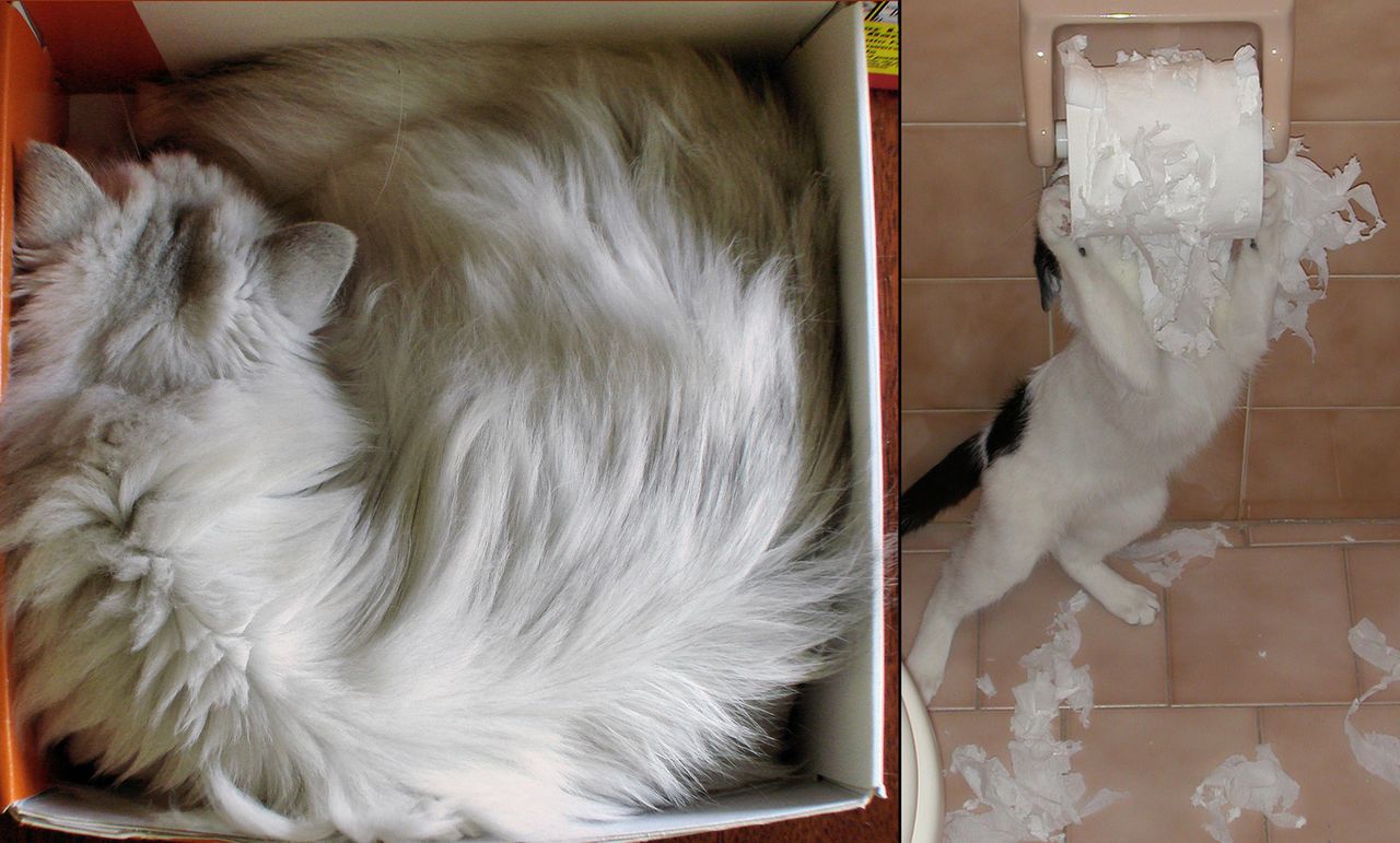 Jak zostać dobrym kotem. Krótki poradnik