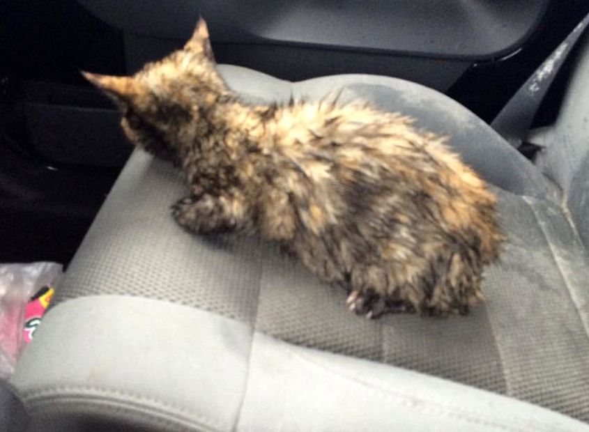 Cudem przeżyła wypadek. Wzruszająca historia kotki