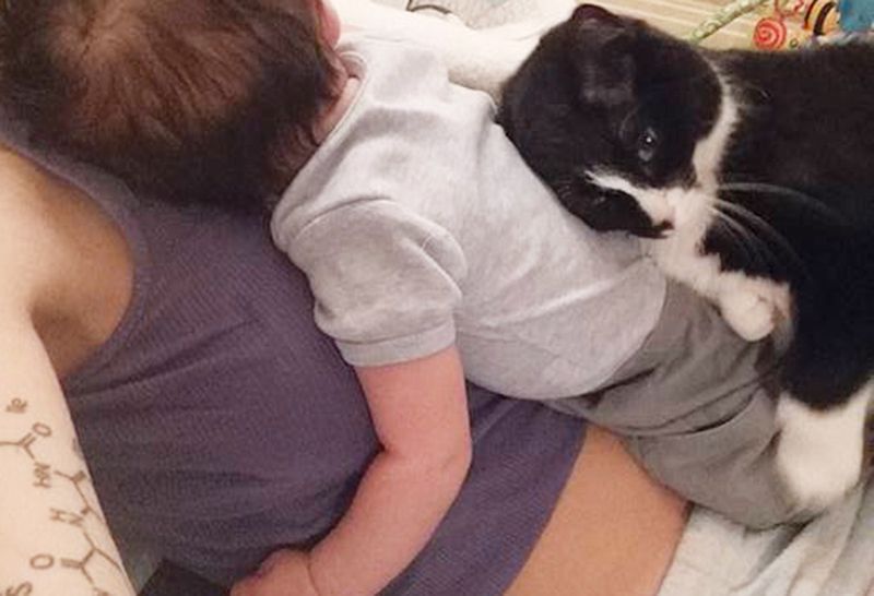 Kot oszalał na punkcie dziecka jeszcze przed jego narodzinami