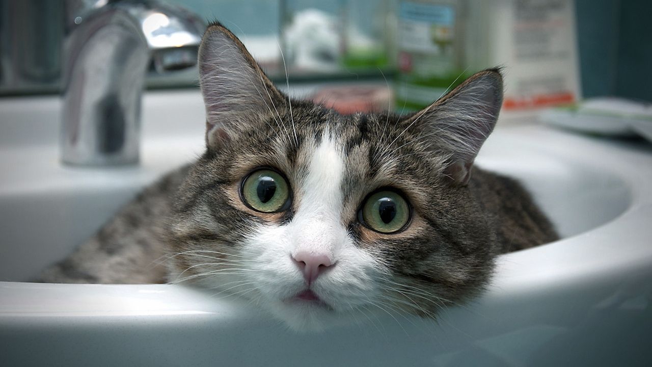Czy jeśli kot przyjmuje kształt naczynia, do którego wejdzie, to jest płynem? Rozdano Ig Noble 2017!