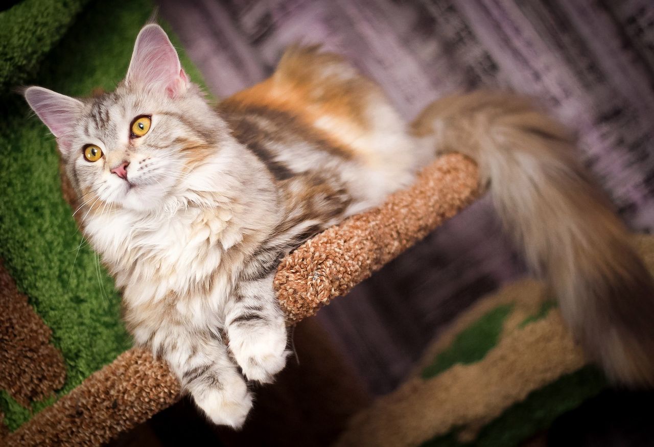 Maine Coon – delikatny gigant