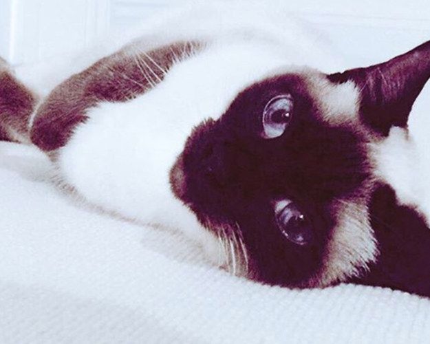 Te koty są pupilami gwiazd. Ale których? 