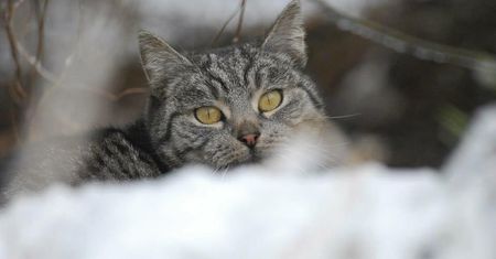 Strzelił kotu w głowę. "Kolejny raz serca rozpadły nam się na kawałki"