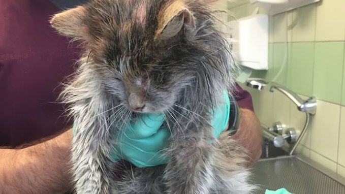 Uratowany kot dostał imię Shell