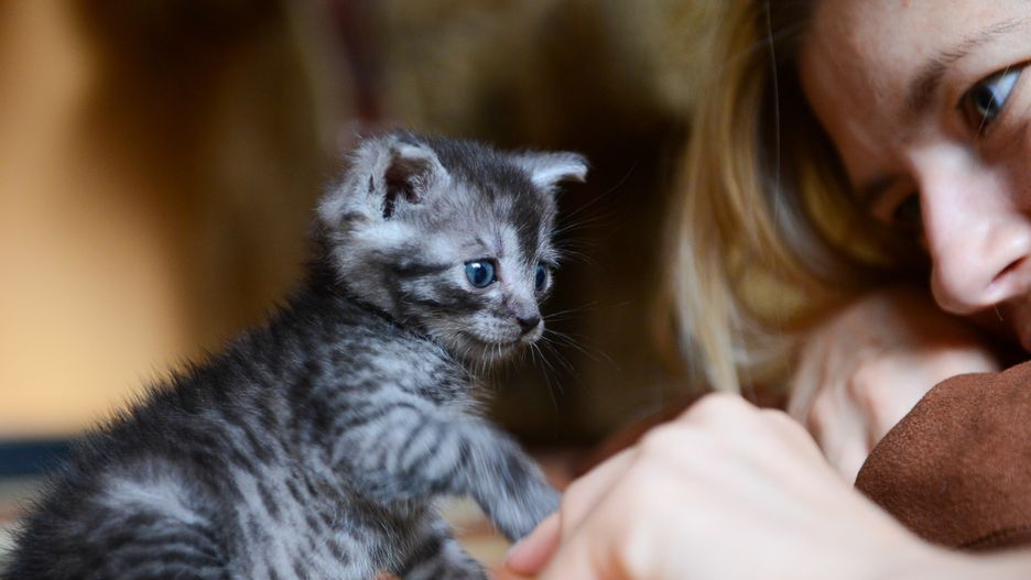 W Polsce Światowy Dzień Kota obchodzono po raz pierwszy w 2006 r.