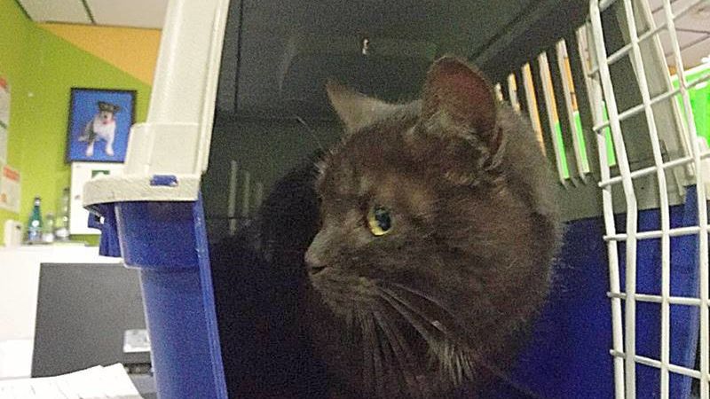 Kotka ma dymne umaszczenie