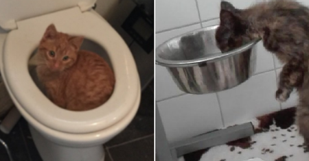 Inteligencja kotów jest mocno przeceniana...