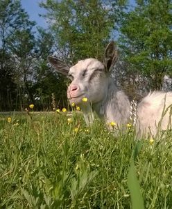 Kozia Zagroda - tu biegają boso po łące i robią lemoniadę z pokrzywy