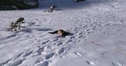 Niebezpieczne Tatry. Z powodu oblodzenia giną także zwierzęta