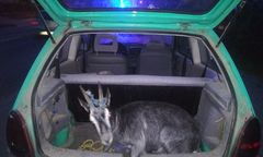 Pijany nastolatek bez prawa jazdy wiózł w bagażniku kozę