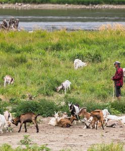 Afera z martwymi kozami. Abdullah K. zabrał głos. Oskarża bezdomnego