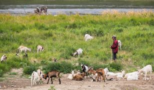 Afera z martwymi kozami. Abdullah K. zabrał głos. Oskarża bezdomnego