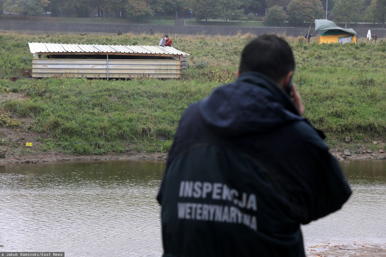 Afera z martwymi kozami. Miasto wybrało hodowlę Rustama K. Inna "nie spełniła warunków"