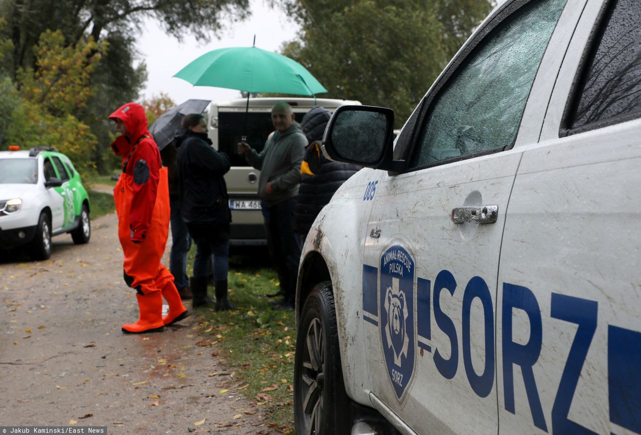 Afera z martwymi kozami. Abdullah K. dostawał od miasta 12 tys. zł. Usłyszał zarzuty