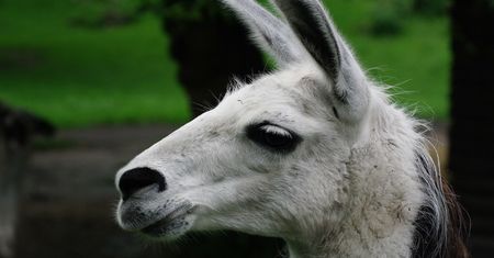 Bieruń: Lama na wolności. Może być agresywna