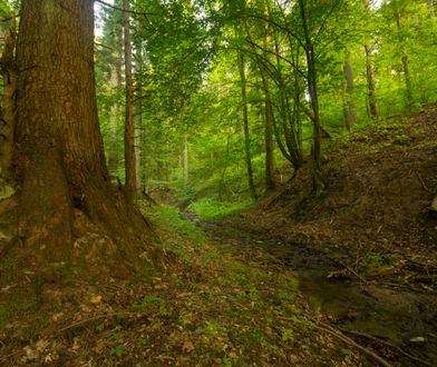 Puszcza Karpacka. Turnicki Park Narodowy. Nasza druga Białowieża