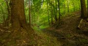 Puszcza Karpacka. Turnicki Park Narodowy. Nasza druga Białowieża