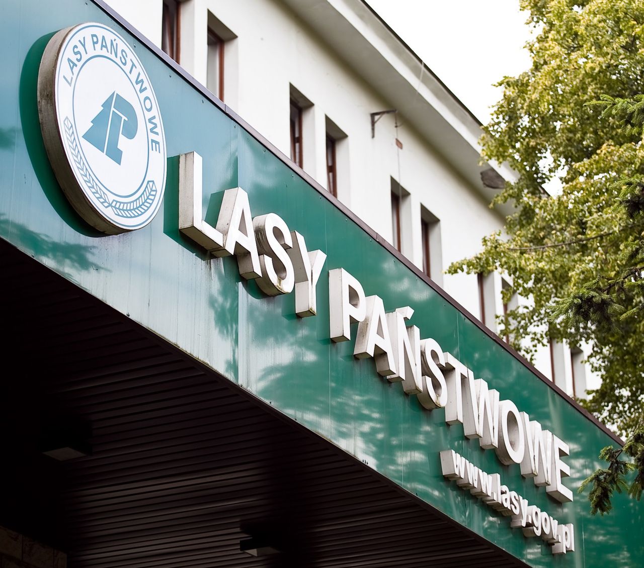 38 tys. zł na głowę. Władze Lasów Państwowych same sobie wypłaciły nagrody