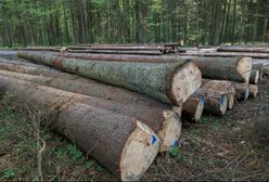 "Działania Polski w Puszczy Białowieskiej naruszają prawo UE". Jest reakcja rzecznika Trybunału Sprawiedliwości