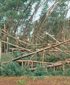 Trwa usuwanie skutków nawałnic. Ponad 60 tys. odbiorców bez prądu