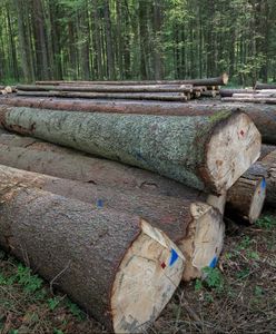 Koniec sporu o Puszczę Białowieską. TSUE wyda wyrok