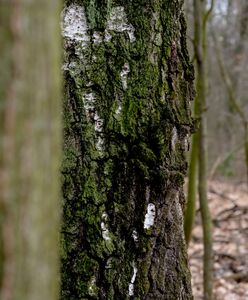 Ludzkie szczątki porozrzucane po lesie