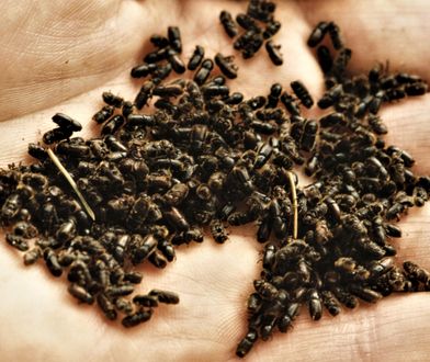 Kornik, zgniotek i ponurek