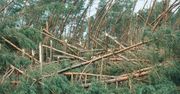 Nie potrzebujemy pożaru. Polskie lasy też umierają