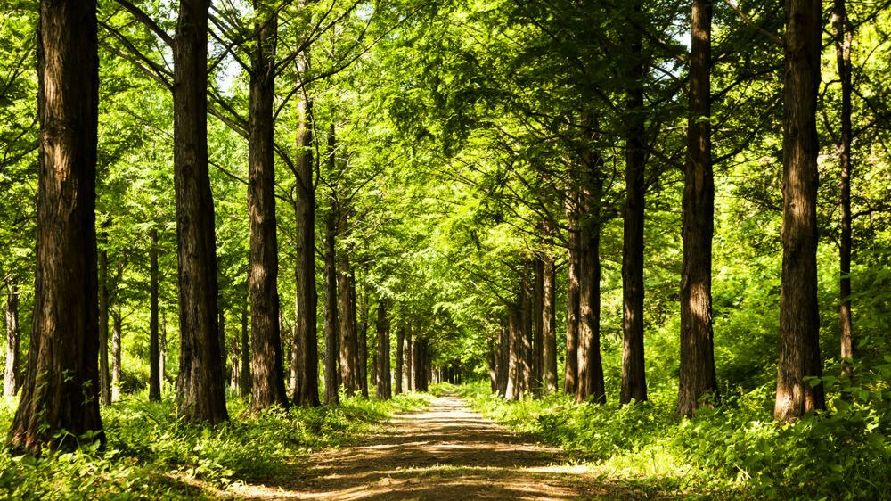 Lasy państwowe. Zakaz wstępu do lasów stał się faktem