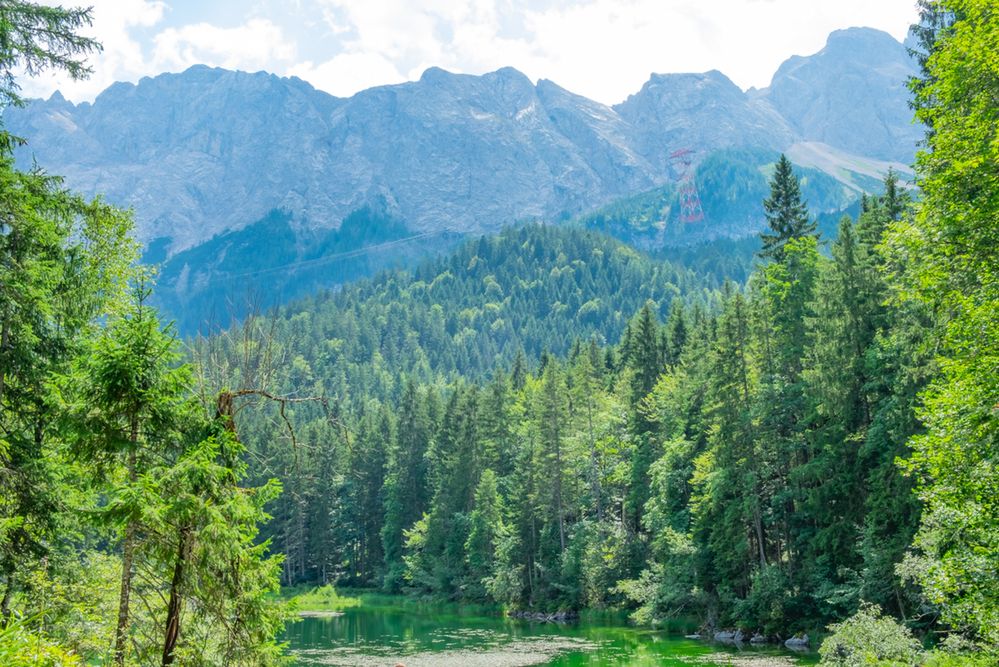 Las Bawarski. Pozwólmy naturze być naturą