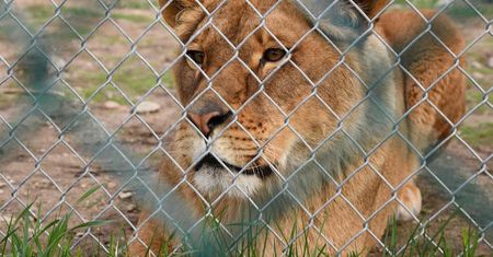 Ponad 200 dzikich zwierząt uratowanych z nielegalnego zoo