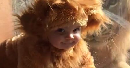 Przebrali dziecko i postawili przed klatką w zoo. Reakcja lwa