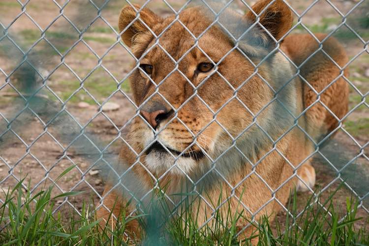 Ponad 200 dzikich zwierząt uratowanych z nielegalnego zoo