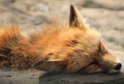 Lis zaatakował mieszkankę Kołobrzegu. Teraz władze miasta chcą uśmiercać zwierzęta