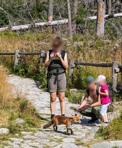 Gromadka lisów atrakcją w Tatrach. Podchodzą ufnie i nie boją się człowieka