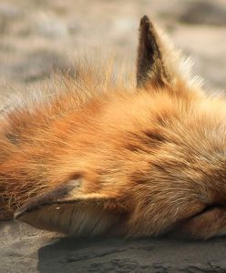 Lis zaatakował mieszkankę Kołobrzegu. Teraz władze miasta chcą uśmiercać zwierzęta