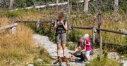 Gromadka lisów atrakcją w Tatrach. Podchodzą ufnie i nie boją się człowieka