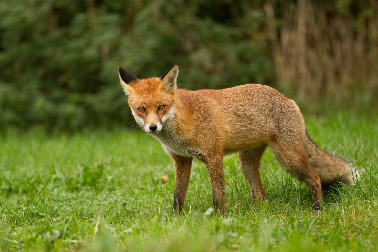 Szczepionki przeciw wściekliźnie zrzucane z samolotów. Lepiej ich nie dotykać